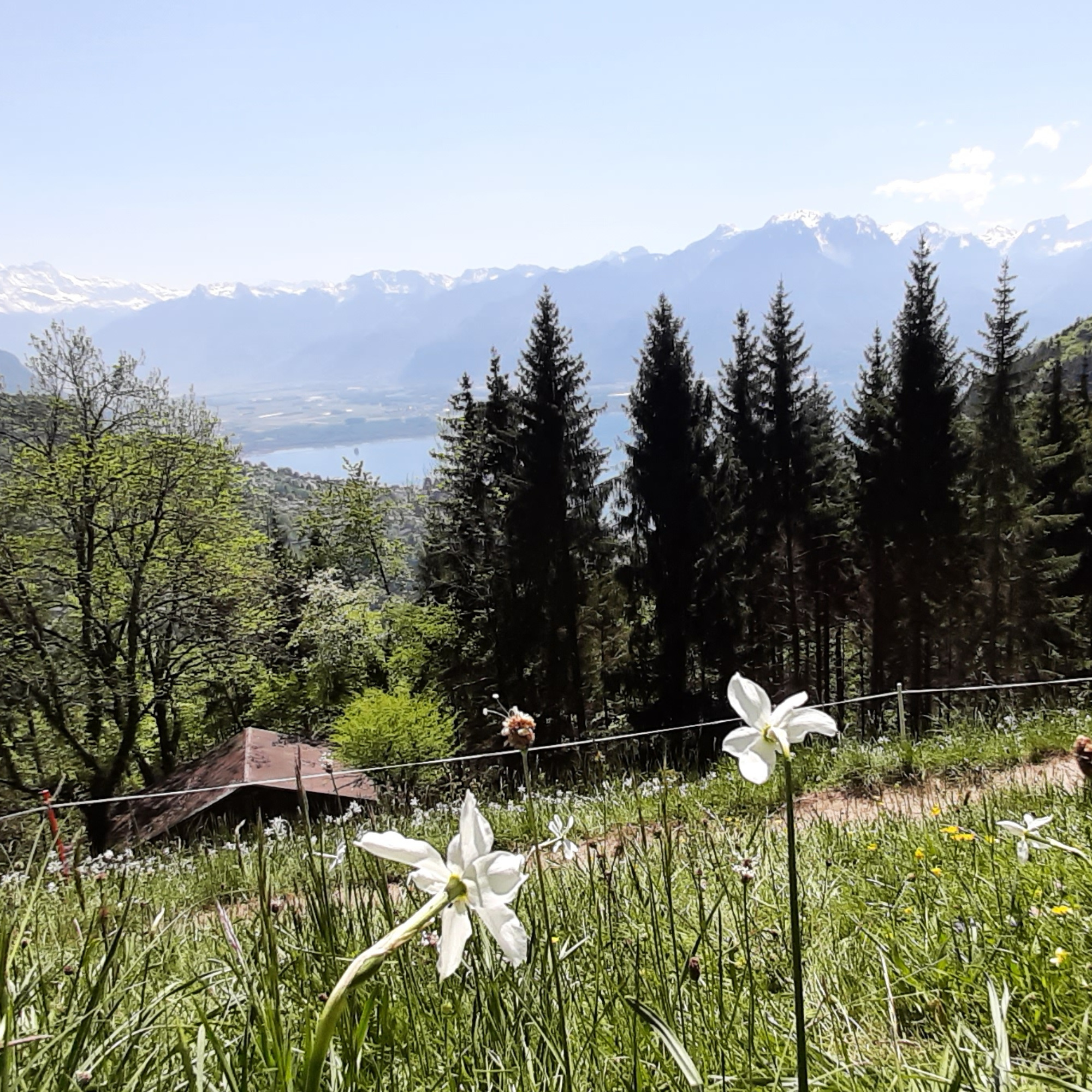 champs de narcisses © K. Cazzaro Thiévent